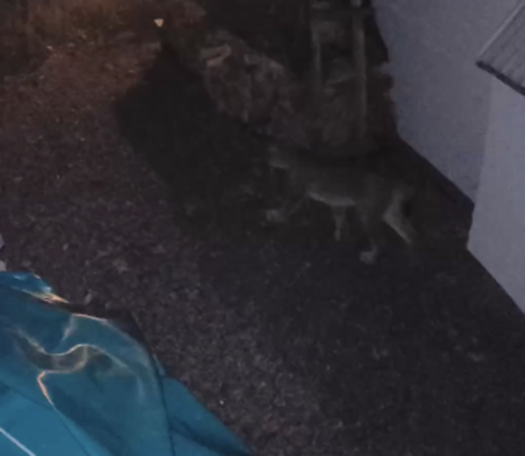 lodjur besöker ett hus