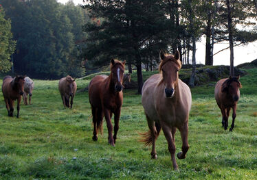 Bilden visar springande hästar på en naturbetesmark.