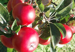 Bilden visar röda äpplen på en gren.