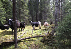 Bilden visar kor på skogsbete.
