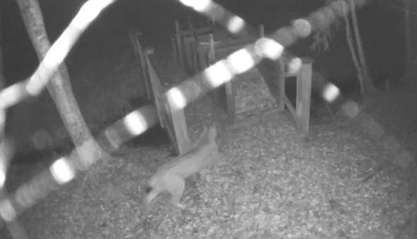 lodjur passerar Länsstyrelsens kamera