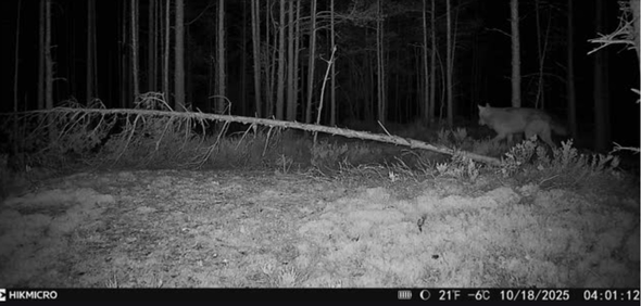 varg passerar Länsstyrelsens kamera