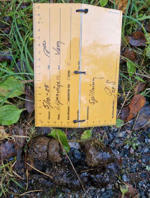 vargspillning insamlad av Länsstyrelsen