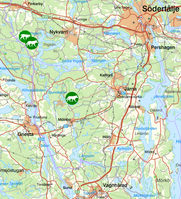 bilden visar veckans observationer av rovdjur söder om Stockholm
