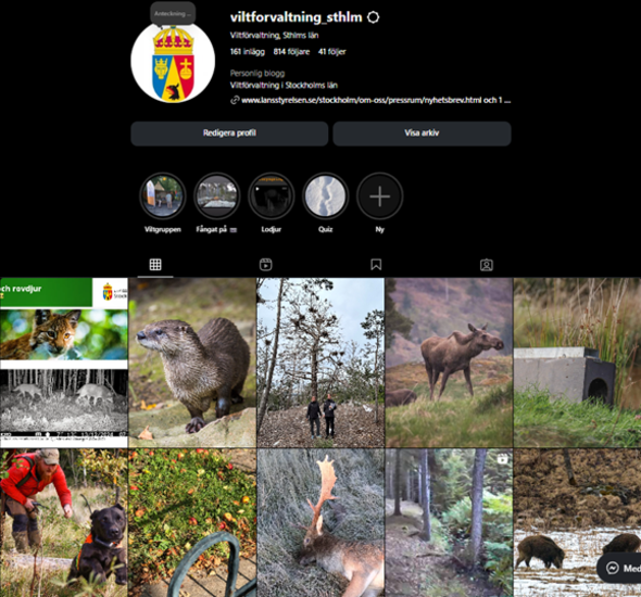 Skärmavbild av Instagram-profil för viltförvaltning med bilder av olika djur och natur.