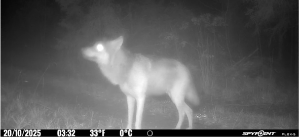 varg passerar Länsstyrelsens kamera