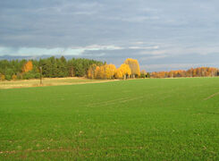 Bilden visar ett höstsått fält.