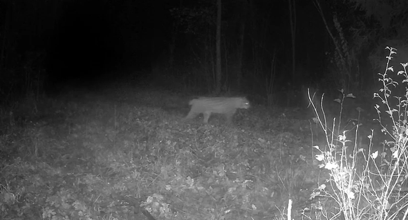 Lodjur passerar Länsstyrelsens kamera