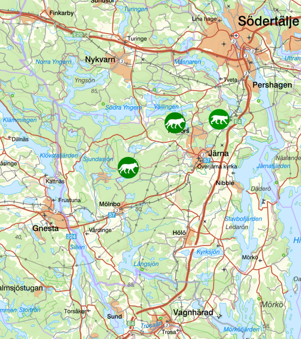 bilden visar veckans observationer av rovdjur söder om Stockholm