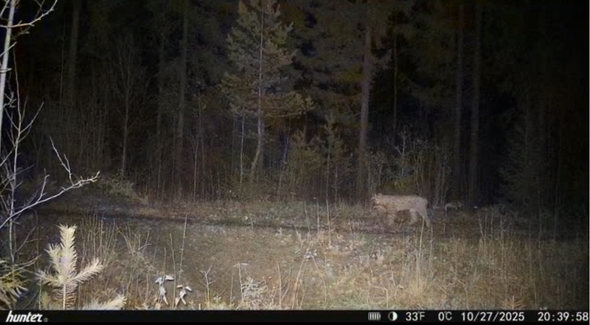 lodjur passerar Länsstyrelsens kamera