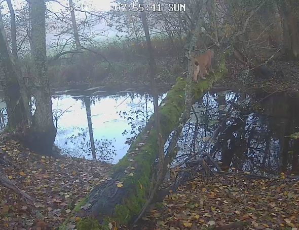 Lodjur går på en trädstam