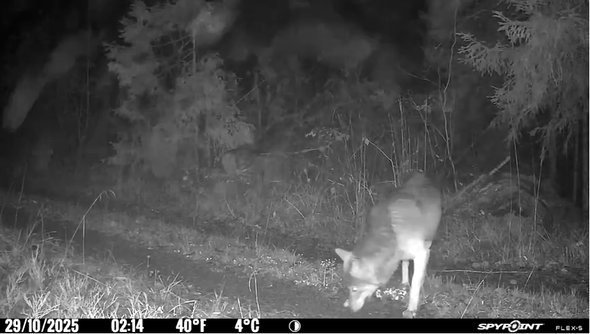 varg passerar Länsstyrelsens kamera