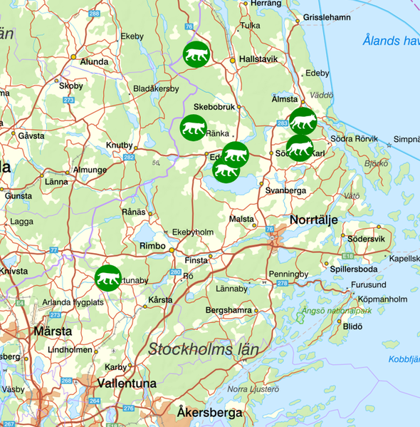 bilden visar veckans observationer av rovdjur norr om Stockholm