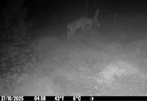 Lodjur passerar Länsstyrelsens kamera