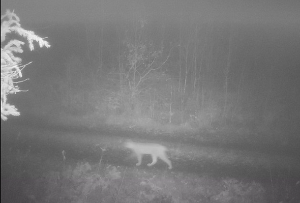 lodjur passerar  kamera