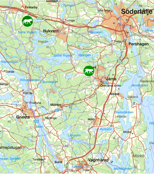 bilden visar veckans observationer av rovdjur söder om Stockholm