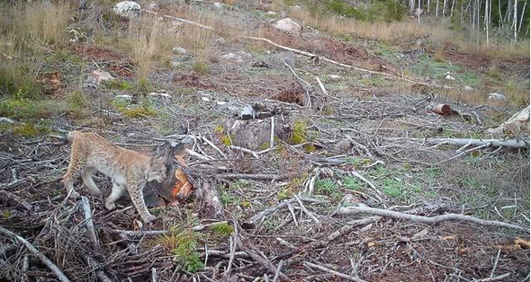 lodjur passerar Länsstyrelsens kamera