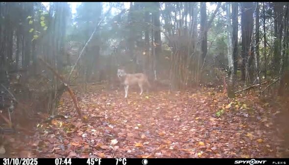 varg passerar Länsstyrelsens kamera