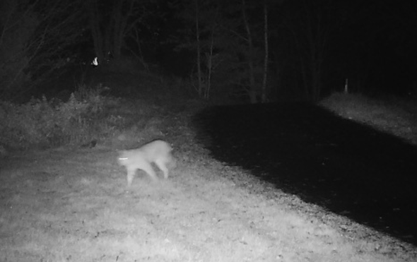 lodjur passerar  kamera