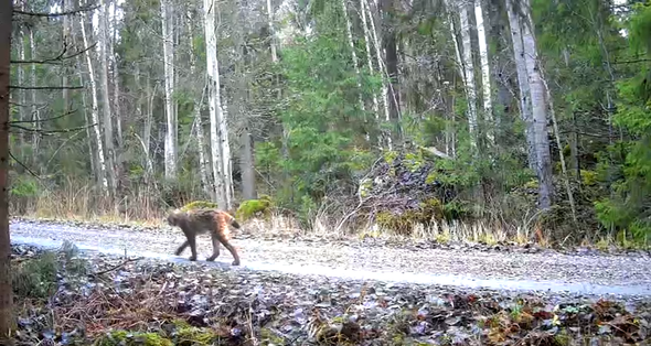 lodjur passerar Länsstyrelsens kamera