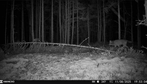 varg passerar Länsstyrelsens kamera