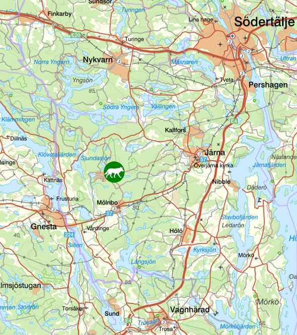 bilden visar veckans observationer av rovdjur söder om Stockholm