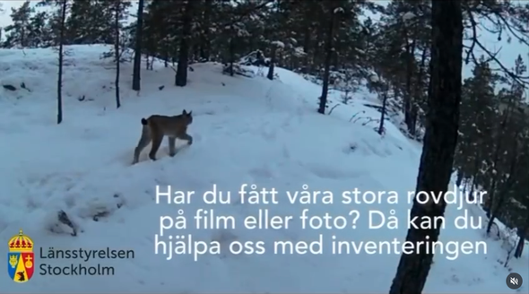 Avståndskriterier lodjursfamiljer