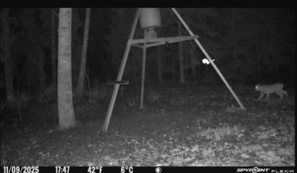 lodjur passerar  kamera