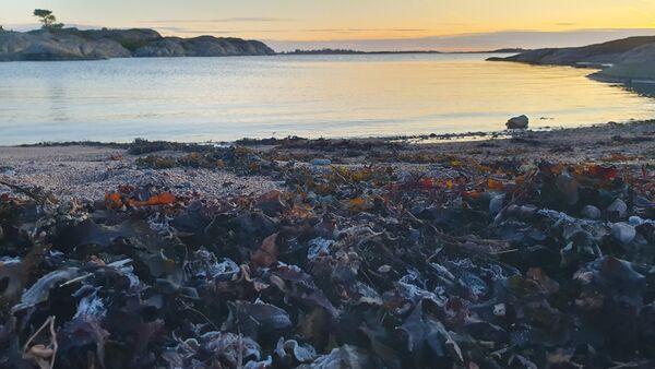 Frostbiten blåstång i strandkanten. Foto: Länsstyrelsen Stockholm.
