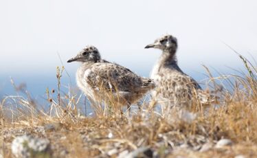 Två måsungar, hav suddigt i bakgrunden.