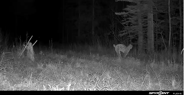 lodjur passerar Länsstyrelsens kamera