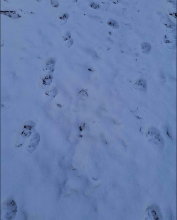 spår efter 3 lodjur i snö