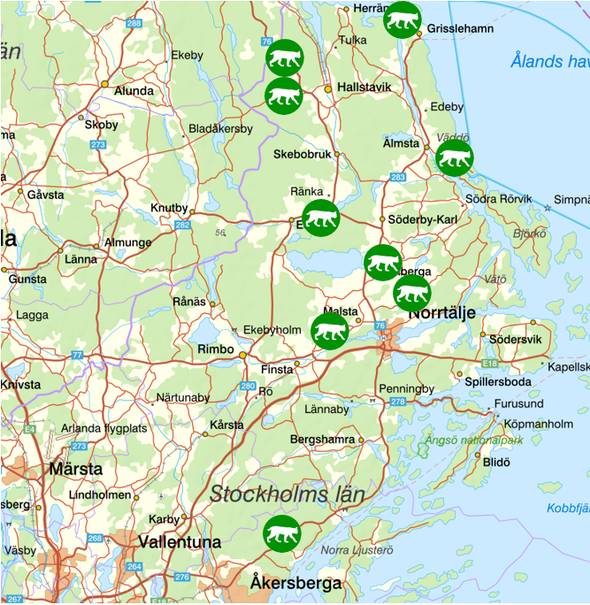 bilden visar veckans observationer av rovdjur norr om Stockholm