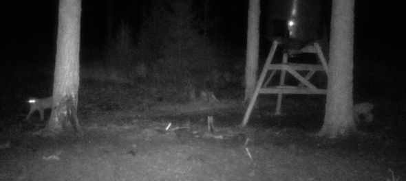 lofamilj eventuellt vid Nykvarn