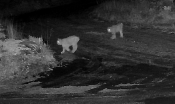 lodjur passerar Länsstyrelsens kamera