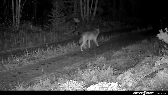 varg passerar Länsstyrelsens kamera