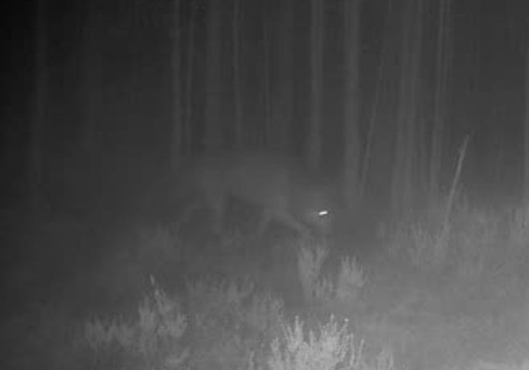 varg passerar Länsstyrelsens kamera