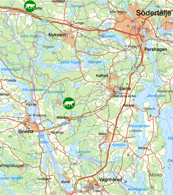 bilden visar veckans observationer av rovdjur söder om Stockholm