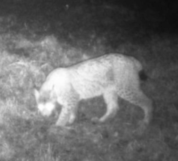 lodjur passerar kamera