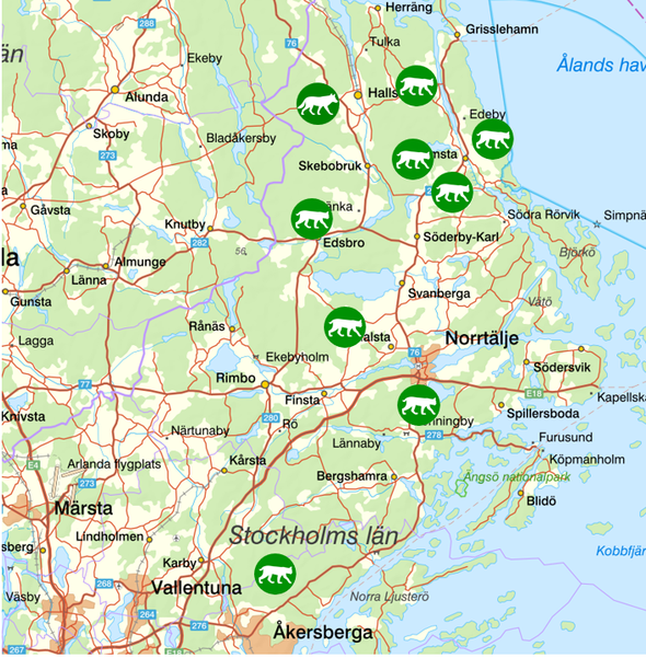bilden visar veckans observationer av rovdjur norr om Stockholm