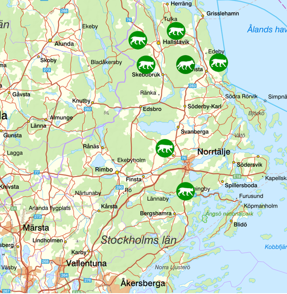 bilden visar veckans observationer av rovdjur norr om Stockholm