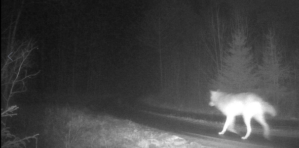 Varg öster om Norrtälje