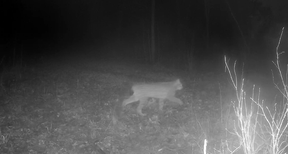 lodjur passerar kamera