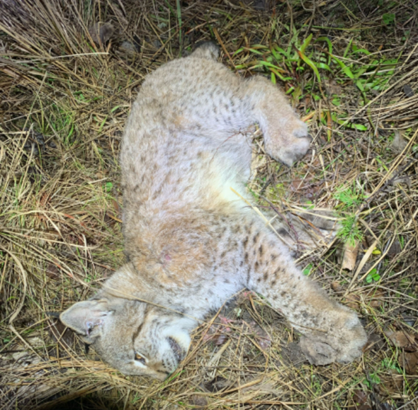 lodjur trafikkdödad