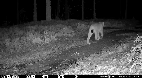 lodjur passerar Länsstyrelsens kamera