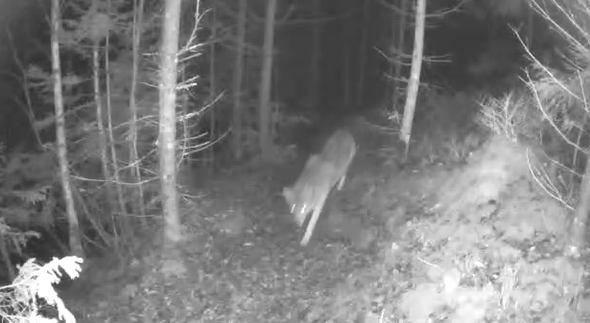varg passerar Länsstyrelsens kamera
