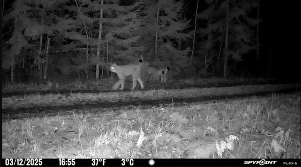 lodjur passerar Länsstyrelsens kamera