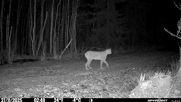 Lodjur passerar Länsstyrelsens kamera