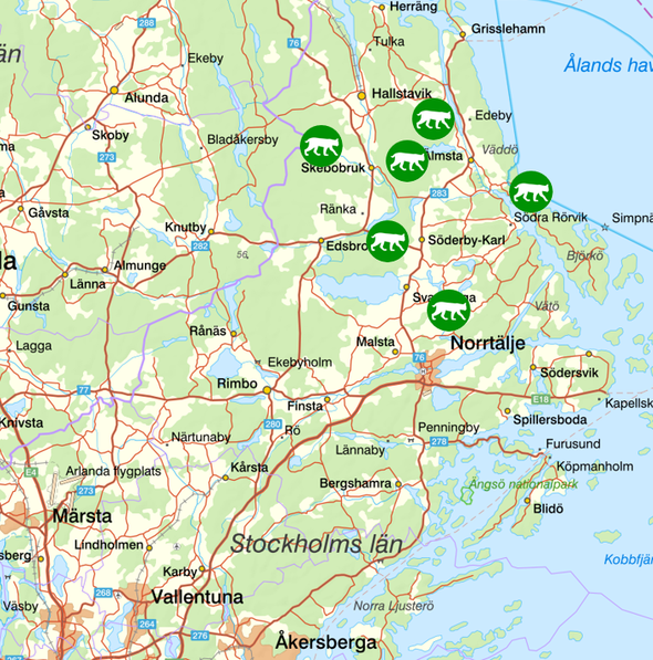 bilden visar veckans observationer av rovdjur norr om Stockholm