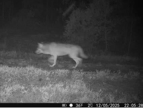 varg passerar Länsstyrelsens kamera
